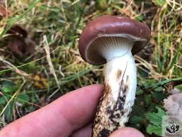 Attēlu rezultāti vaicājumam “Gomphidius glutinosus”