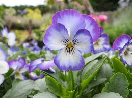 Attēlu rezultāti vaicājumam “Viola epipsila flower”