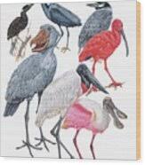 Attēlu rezultāti vaicājumam “Ciconiiformes”