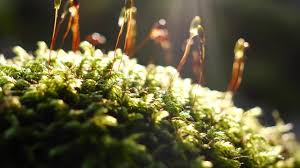 Attēlu rezultāti vaicājumam “sporophyte”