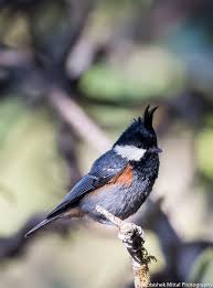 Attēlu rezultāti vaicājumam “Periparus ater adult”