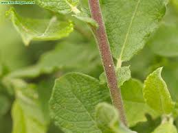 Attēlu rezultāti vaicājumam “Salix aurita”