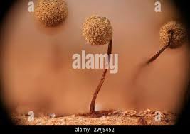 Attēlu rezultāti vaicājumam “Cribraria intricata macro”