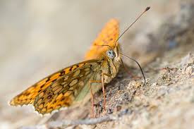 Attēlu rezultāti vaicājumam “Argynnis niobe”