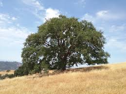 Attēlu rezultāti vaicājumam “Reticularia lobata”