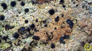 Attēlu rezultāti vaicājumam “Porpidia macrocarpa”