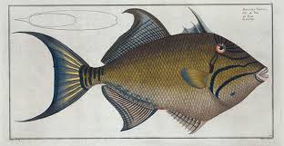 Image result for Balistes vetula