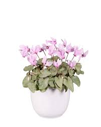 Attēlu rezultāti vaicājumam “Cyclamen hederifolium”