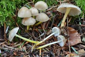 Attēlu rezultāti vaicājumam “Mycena viscosa”