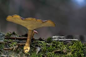 Attēlu rezultāti vaicājumam “Polyporus tuberaster”