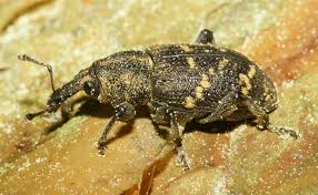 Attēlu rezultāti vaicājumam “Hylobius abietis”