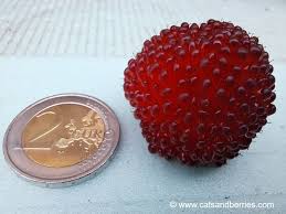 Attēlu rezultāti vaicājumam “Rubus illecebrosus”