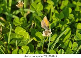 Attēlu rezultāti vaicājumam “Coenonympha pamphilus upperside”