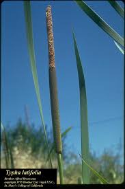 Attēlu rezultāti vaicājumam “Typha latifolia”