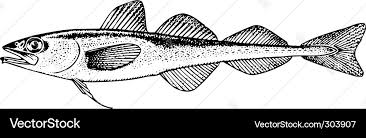 Image result for Boreogadus saida