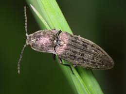 Attēlu rezultāti vaicājumam “Actenicerus sjaelandicus”