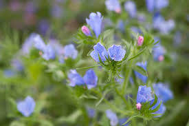 Attēlu rezultāti vaicājumam “Echium vulgare flower”