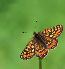 Attēlu rezultāti vaicājumam “Euphydrias aurinia upperside”