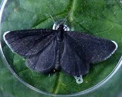 Attēlu rezultāti vaicājumam “Odezia atrata”