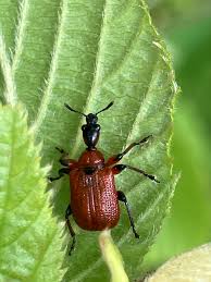 Attēlu rezultāti vaicājumam “Apoderus coryli”