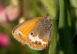 Attēlu rezultāti vaicājumam “Coenonympha arcania underside”