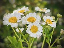 Image result for Tanacetum parthenium