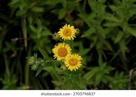 Attēlu rezultāti vaicājumam “Inula britannica leaf”