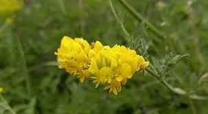 Attēlu rezultāti vaicājumam “Medicago sativa subsp. falcata leaf”