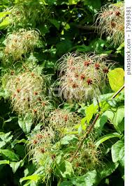 Attēlu rezultāti vaicājumam “Clematis fruit”
