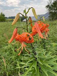Attēlu rezultāti vaicājumam “Lilium lancifolium”