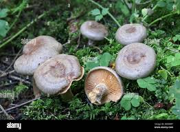 Attēlu rezultāti vaicājumam “Lactarius”
