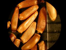 Attēlu rezultāti vaicājumam “Cirsium arvense fruit”