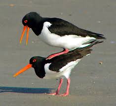 Attēlu rezultāti vaicājumam “Haematopus ostralegus adult”