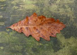Attēlu rezultāti vaicājumam “Quercus robur Fastigiata leaf”
