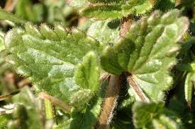 Image result for Veronica chamaedrys