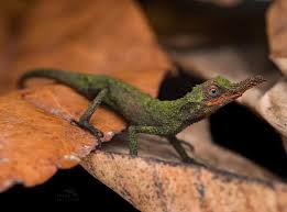 Attēlu rezultāti vaicājumam “Stemonitopsis typhina stalked”