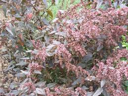 Image result for Atriplex hortensis