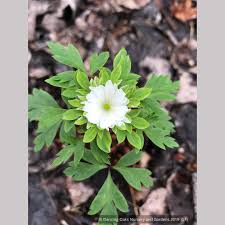 Attēlu rezultāti vaicājumam “Anemone nemorosa flower”