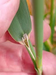 Attēlu rezultāti vaicājumam “Phalaroides arundinacea fruit”