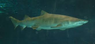 Image result for Carcharias taurus