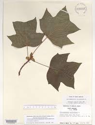 Attēlu rezultāti vaicājumam “Liriodendron tulipifera leaf”