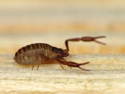 Attēlu rezultāti vaicājumam “Chelifer cancroides”