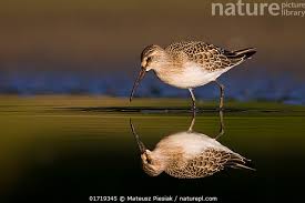 Attēlu rezultāti vaicājumam “Calidris ferruginea”