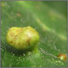 Attēlu rezultāti vaicājumam “Eriophyes laevis”