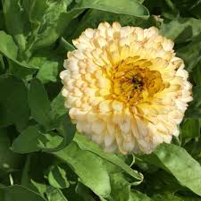 Attēlu rezultāti vaicājumam “Calendula officinalis leaf”