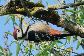 Attēlu rezultāti vaicājumam “Dendrocopos leucotos male”