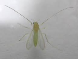 Attēlu rezultāti vaicājumam “Tanytarsus”