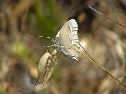 Attēlu rezultāti vaicājumam “Coenonympha tullia”