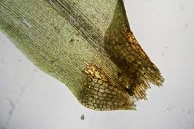 Attēlu rezultāti vaicājumam “Dicranum montanum sporophyte”