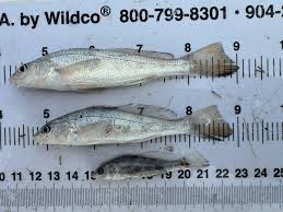 Image result for Menticirrhus americanus